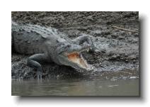 crocodilians 0002